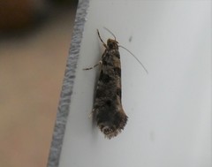 Parochmastis hilderi