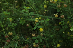 Trifolium campestre