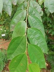 Sterculia foetida