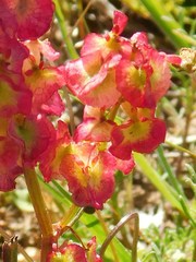 Rumex sagittatus