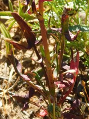 Rumex sagittatus