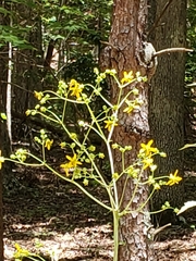 Silphium compositum