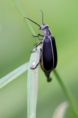 Epicauta cinerea-group