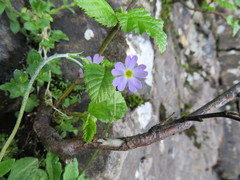 Primula laurentiana