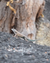 Sceloporus licki