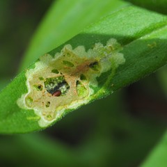 Calycomyza promissa