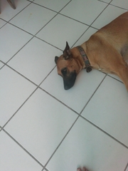 Canis familiaris