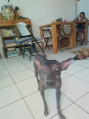 Canis familiaris