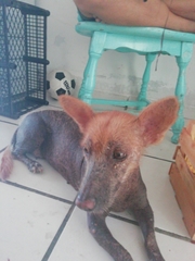 Canis familiaris