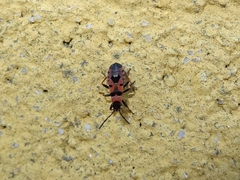 Horvathiolus guttatus