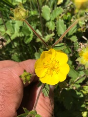 Potentilla grandiflora