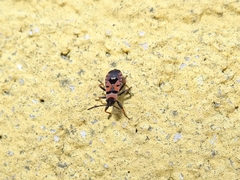 Horvathiolus guttatus