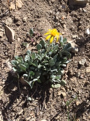 Packera werneriifolia