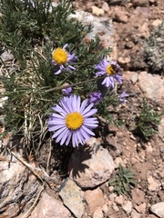 Erigeron pinnatisectus