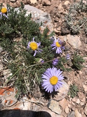 Erigeron pinnatisectus