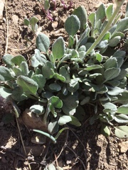 Packera werneriifolia