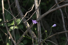 Campanula patula