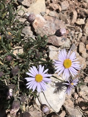 Erigeron leiomerus