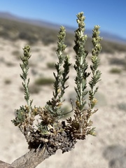 Artemisia pygmaea
