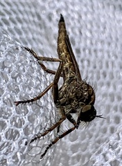 Machimus snowii