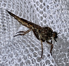 Machimus snowii