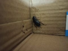 Blatta orientalis