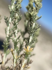 Artemisia pygmaea