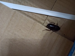 Blatta orientalis