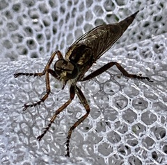 Machimus snowii