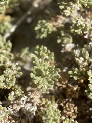 Artemisia pygmaea