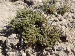 Artemisia pygmaea
