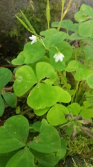 Oxalis trilliifolia