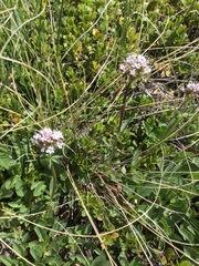 Valeriana acutiloba