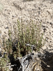 Artemisia pygmaea