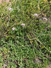 Valeriana acutiloba