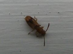 Cryptamorpha desjardinsi