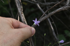Campanula patula