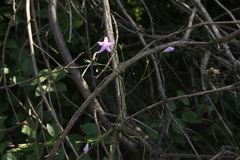 Campanula patula