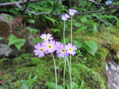Primula laurentiana