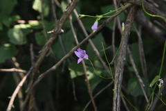 Campanula patula