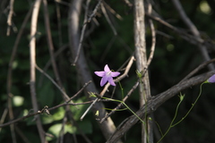 Campanula patula