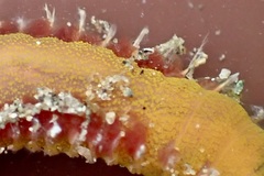 Abarenicola pacifica