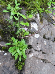 Primula laurentiana