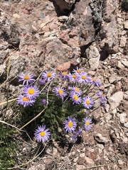 Erigeron pinnatisectus