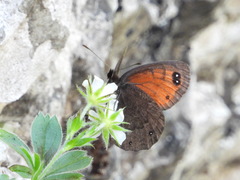 Erebia styx