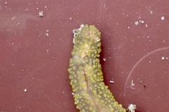 Abarenicola pacifica