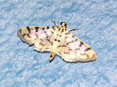 Dichocrocis sabatalis