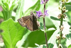 Erynnis baptisiae