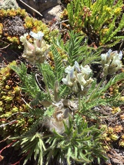 Oxytropis borealis viscida