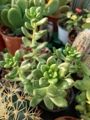 Sedum lucidum